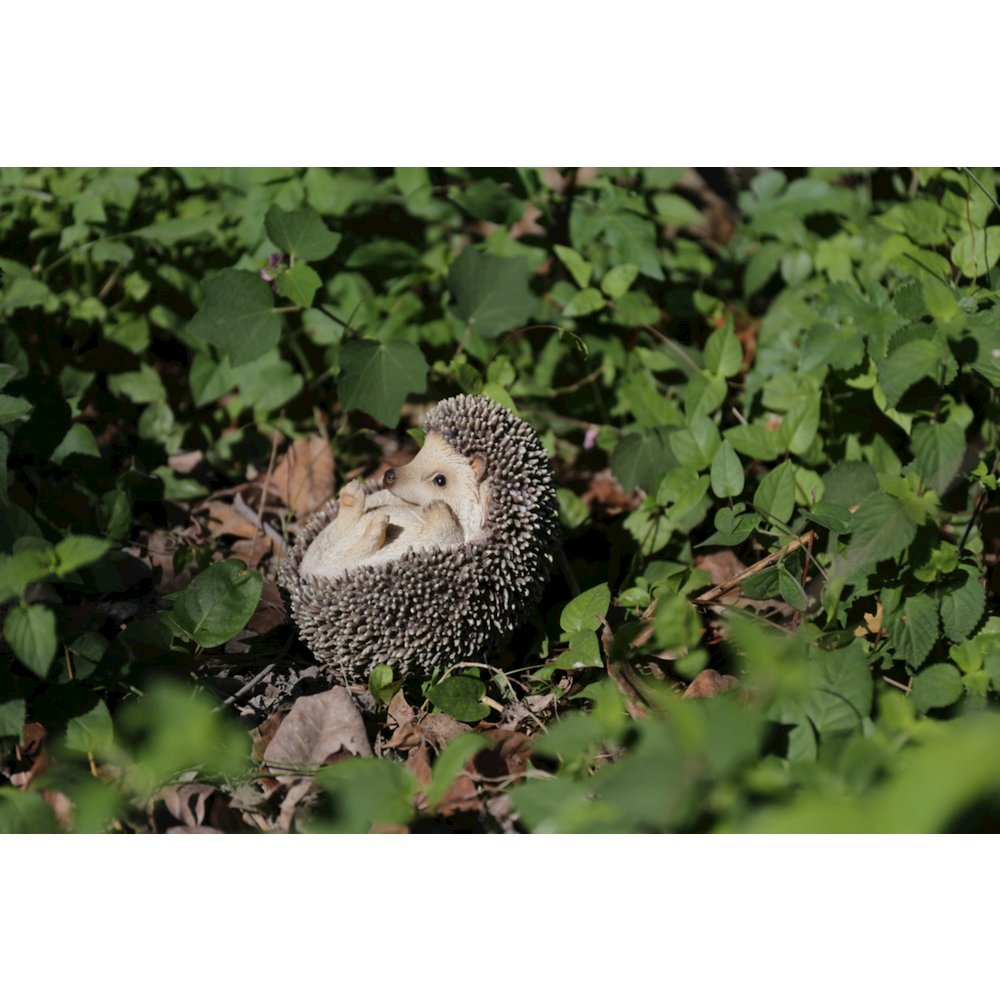 Hedgehog On Its Back. Picture 5