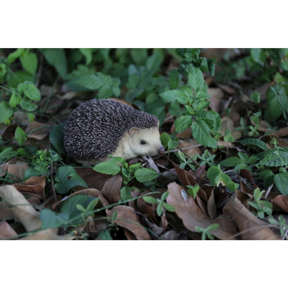 Sitting Hedgehog. Picture 4
