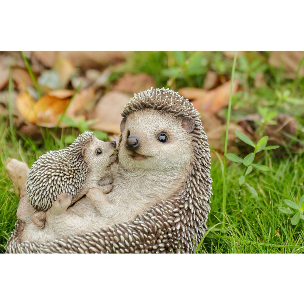 Mother & Baby Hedgehogs On Back. Picture 6
