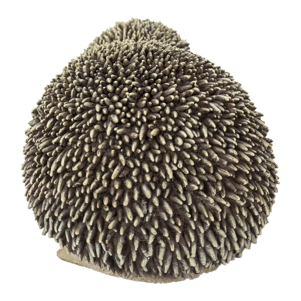 Mother & Baby Hedgehogs. Picture 4