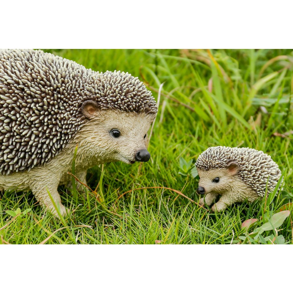 Mother & Baby Hedgehogs. Picture 6
