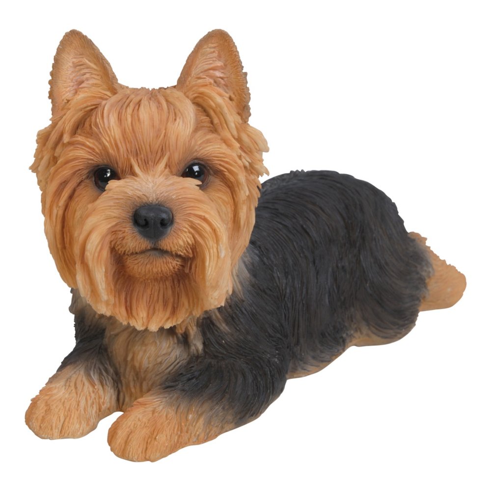 Yorkshire Terrier Lying Down. Picture 4