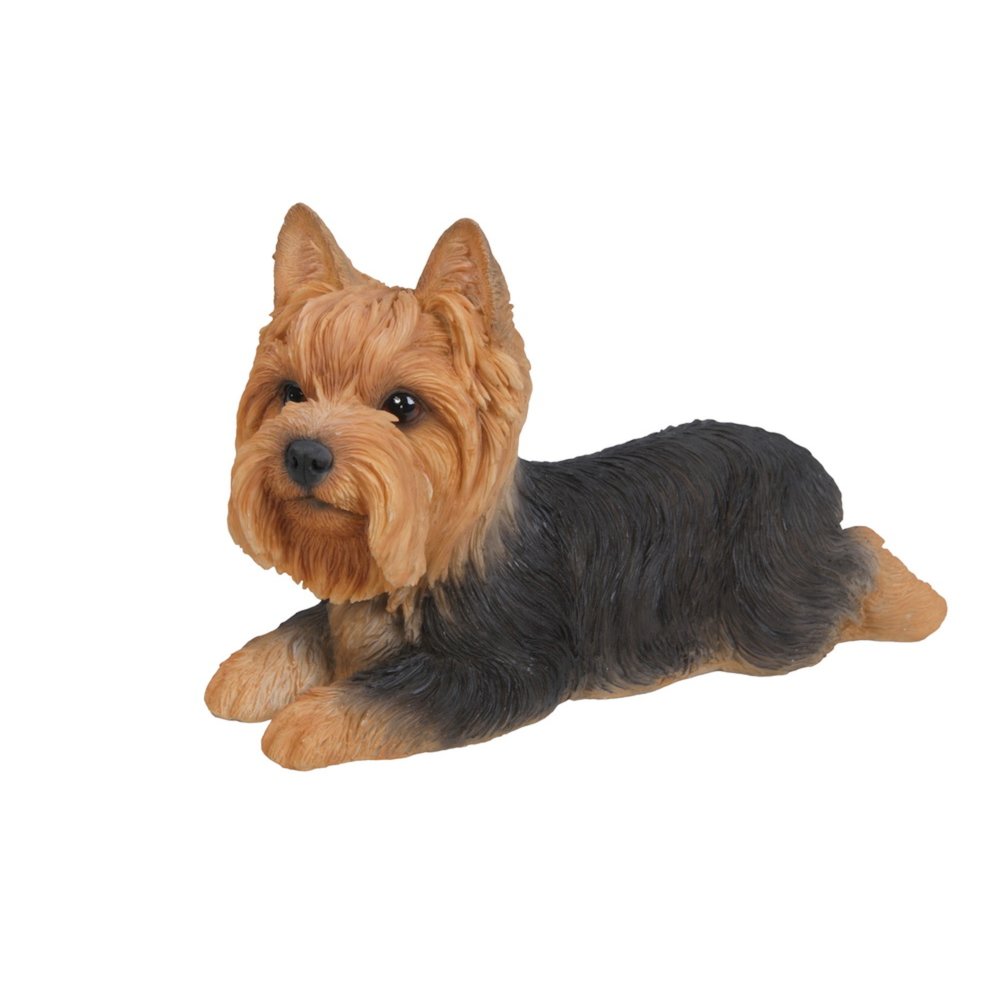 Yorkshire Terrier Lying Down. Picture 2