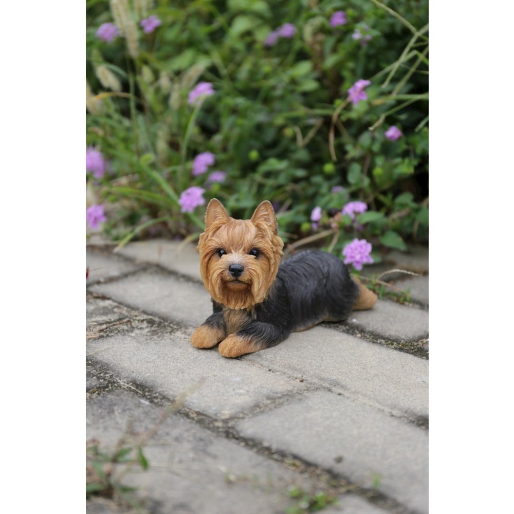 Yorkshire Terrier Lying Down. Picture 5
