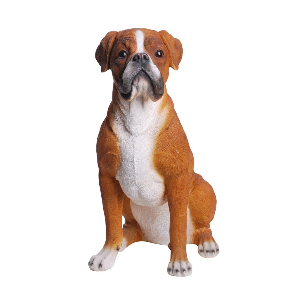 Sitting Boxer. Picture 2