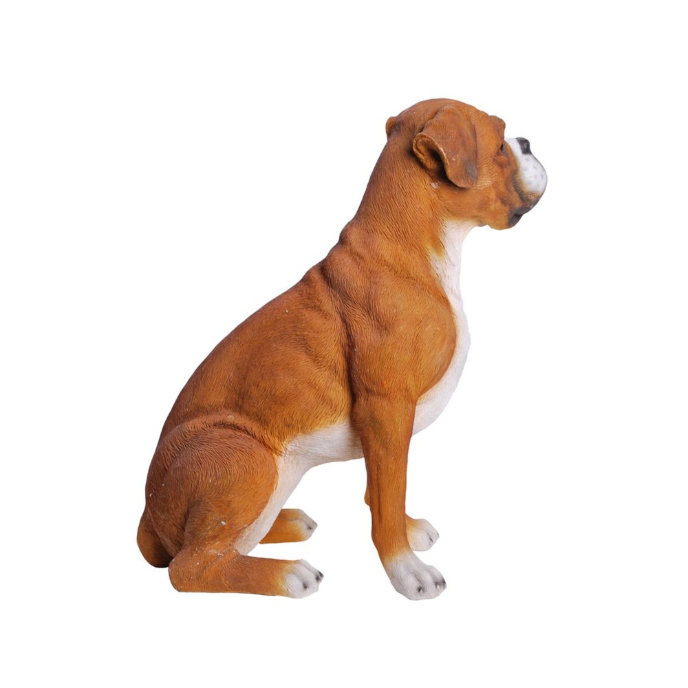 Sitting Boxer. Picture 3