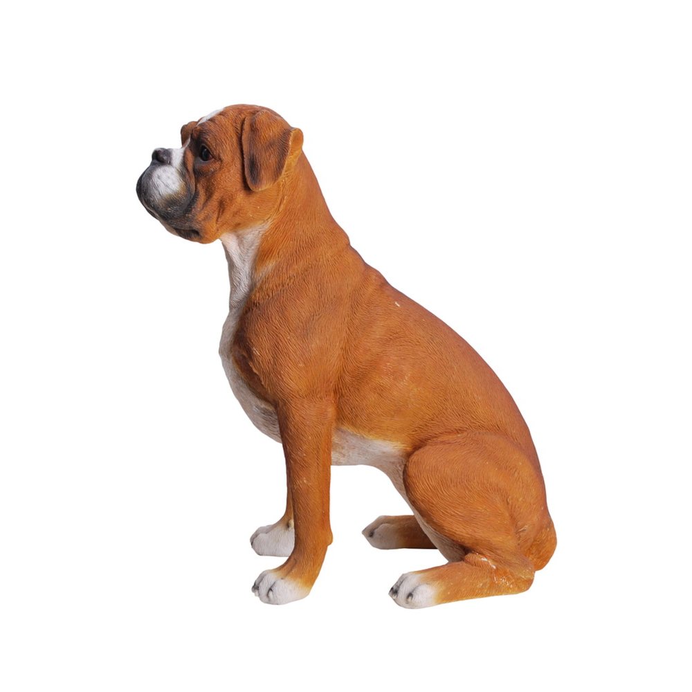 Sitting Boxer. Picture 1