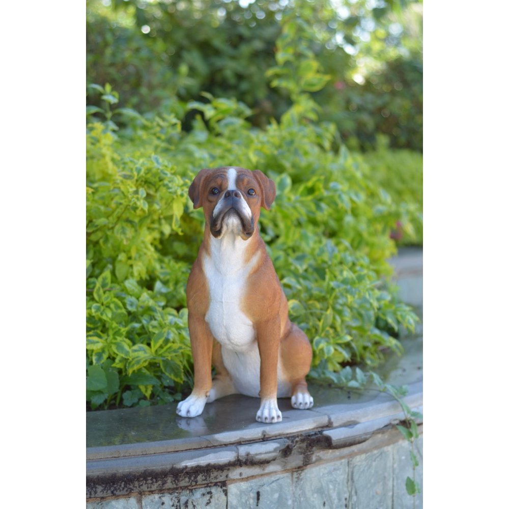 Sitting Boxer. Picture 4