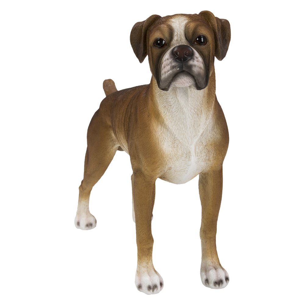 Boxer Dog Standing. Picture 1