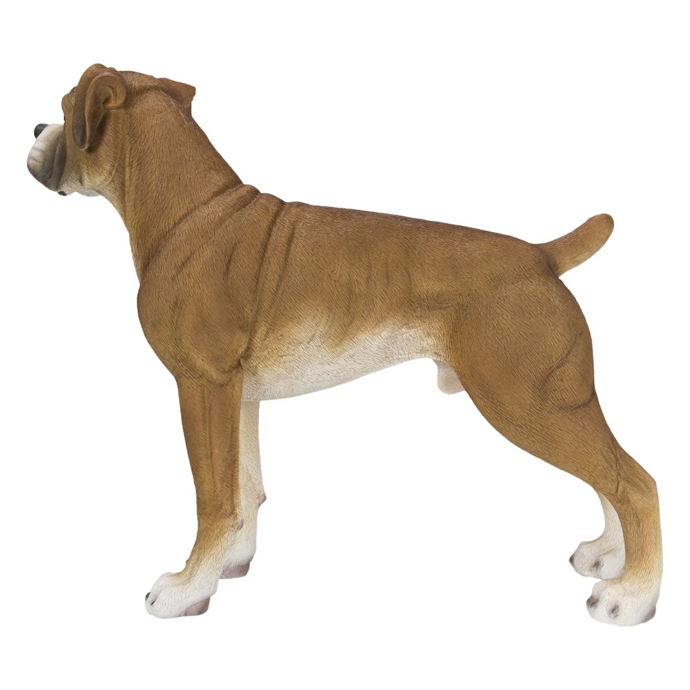 Boxer Dog Standing. Picture 5