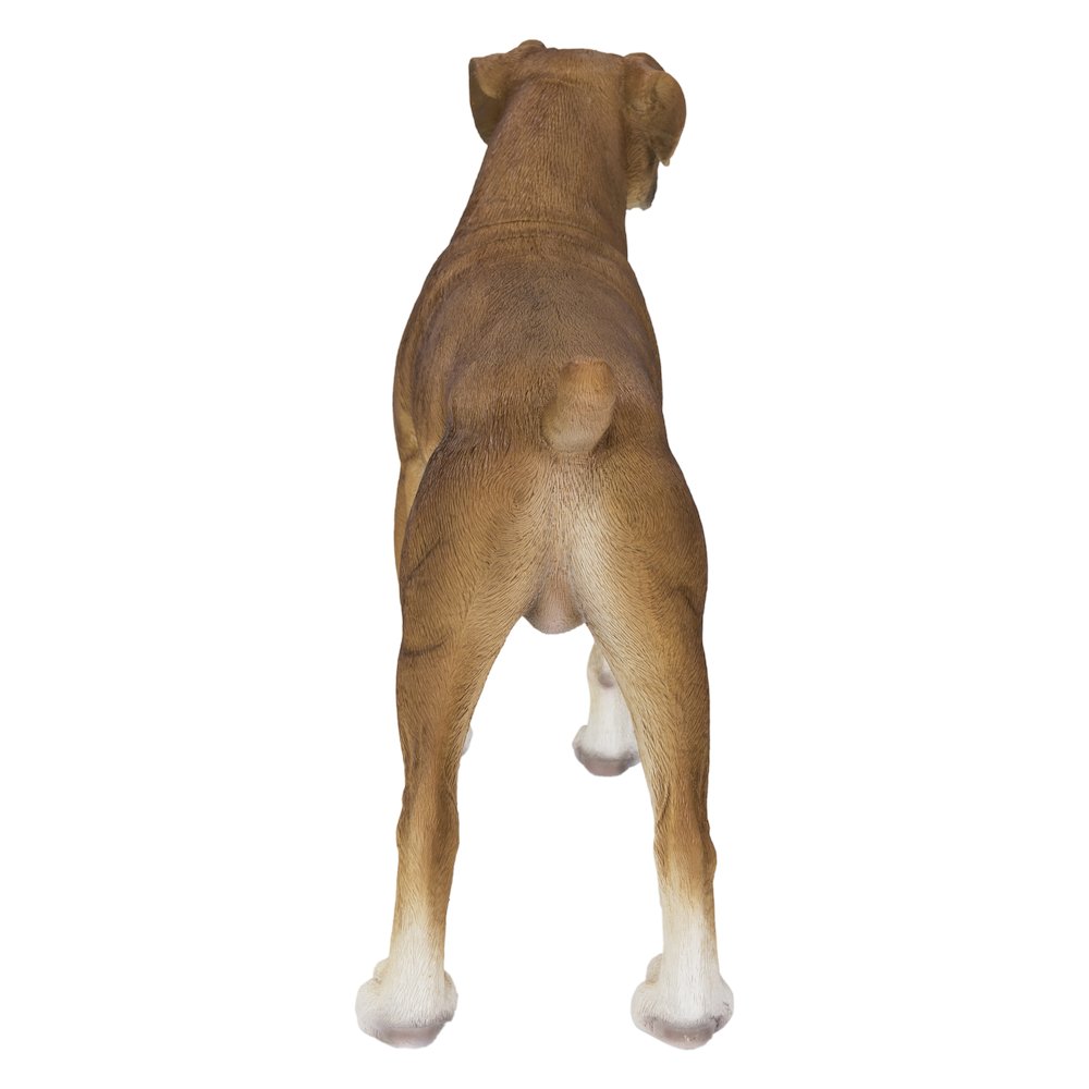 Boxer Dog Standing. Picture 6