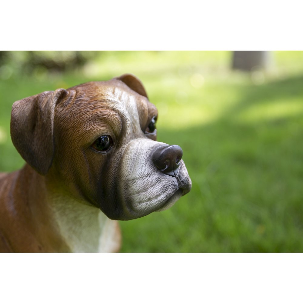 Boxer Dog Standing. Picture 3