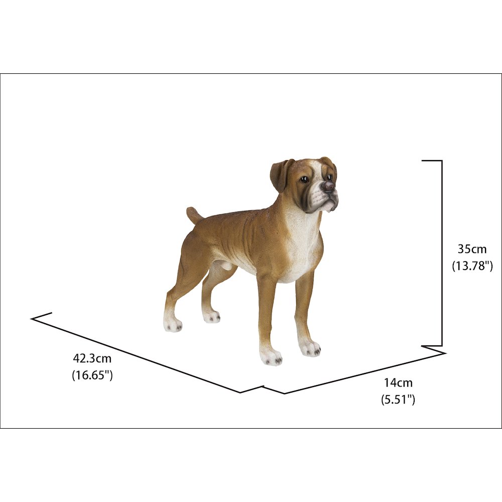 Boxer Dog Standing. Picture 2