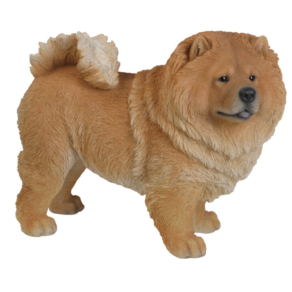Standing Chow Chow. Picture 4