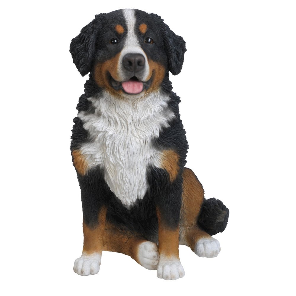 Bernese Mountain Dog. Picture 1