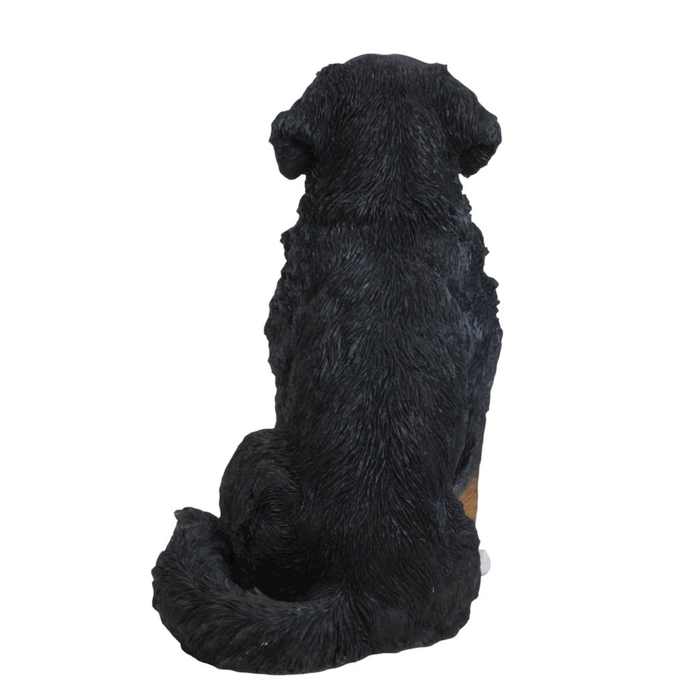 Bernese Mountain Dog. Picture 4