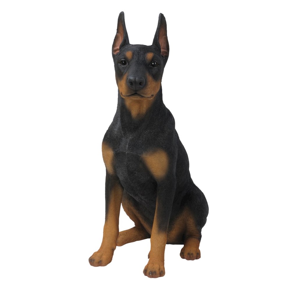 Sitting Doberman Pinscher. Picture 2