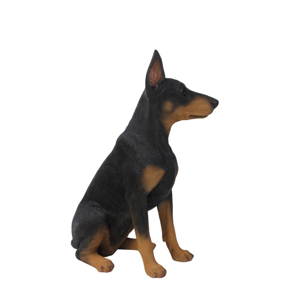 Sitting Doberman Pinscher. Picture 4