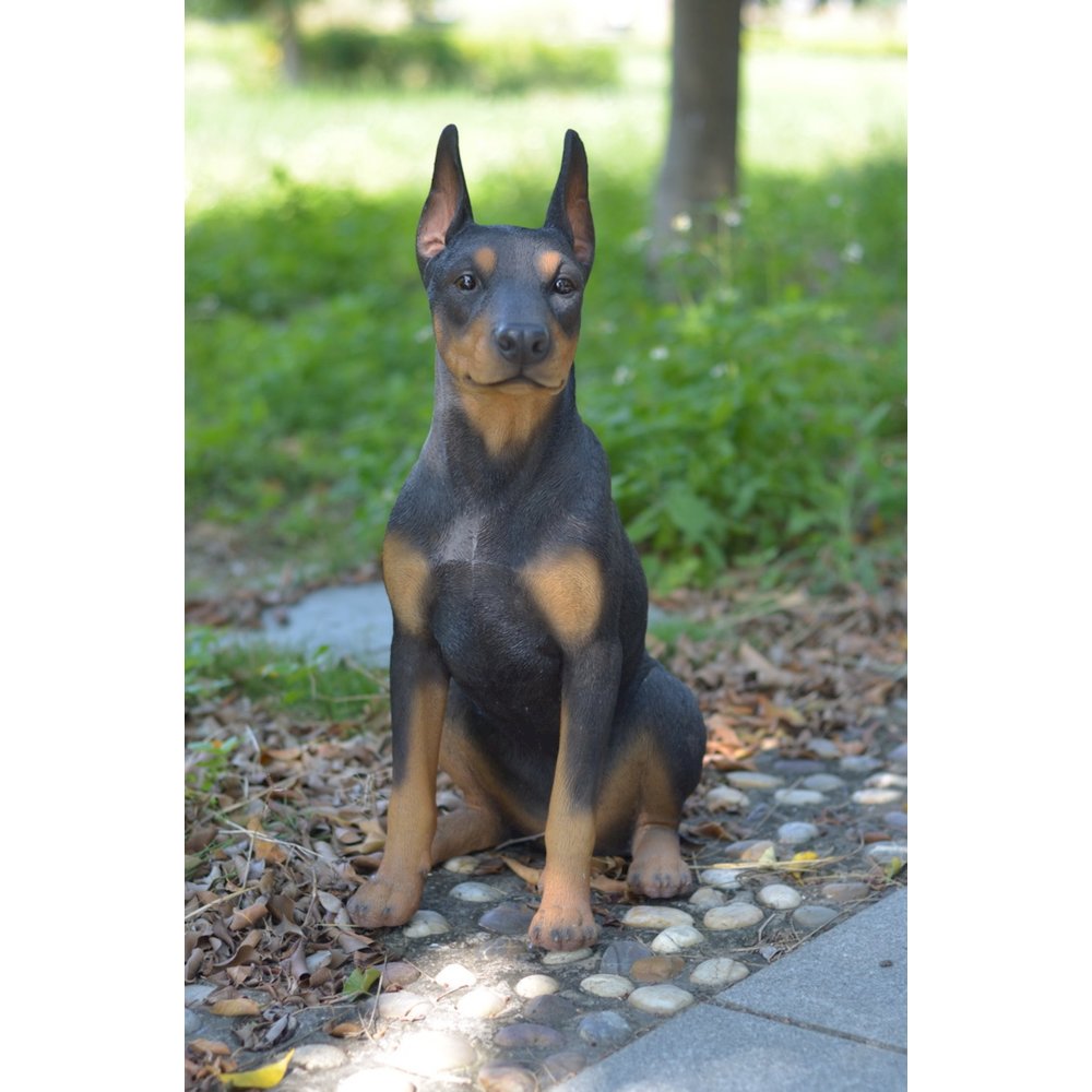 Sitting Doberman Pinscher. Picture 5