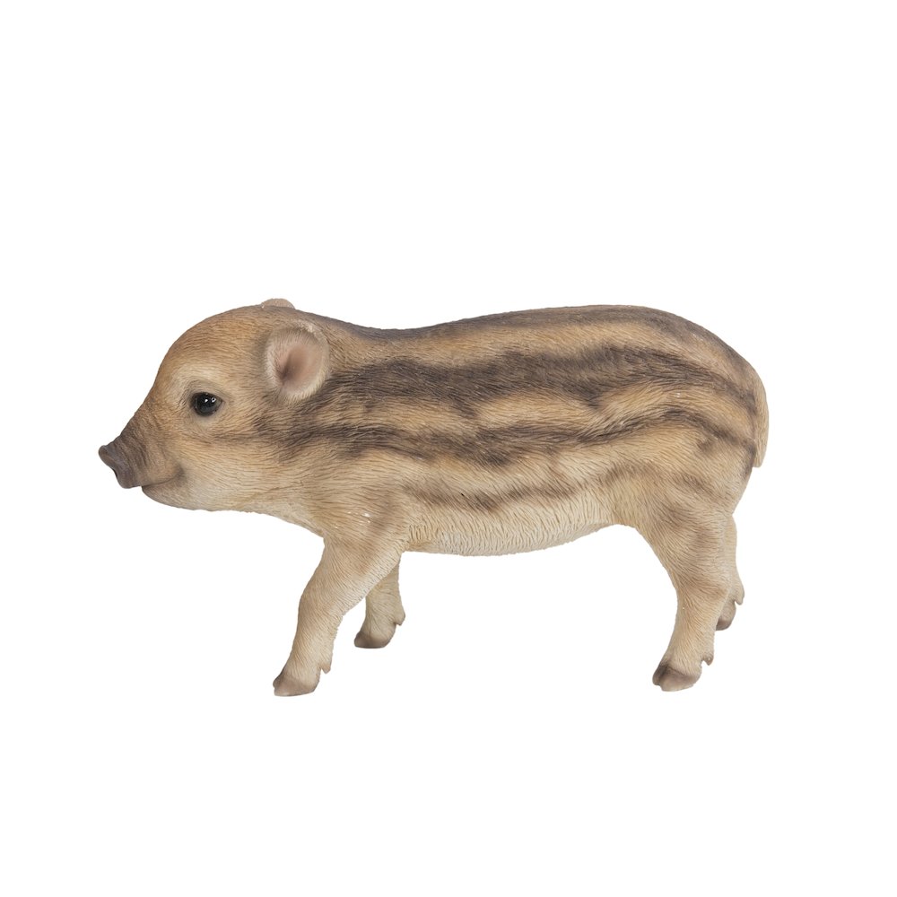 Wild Baby Boar Standing. Picture 1