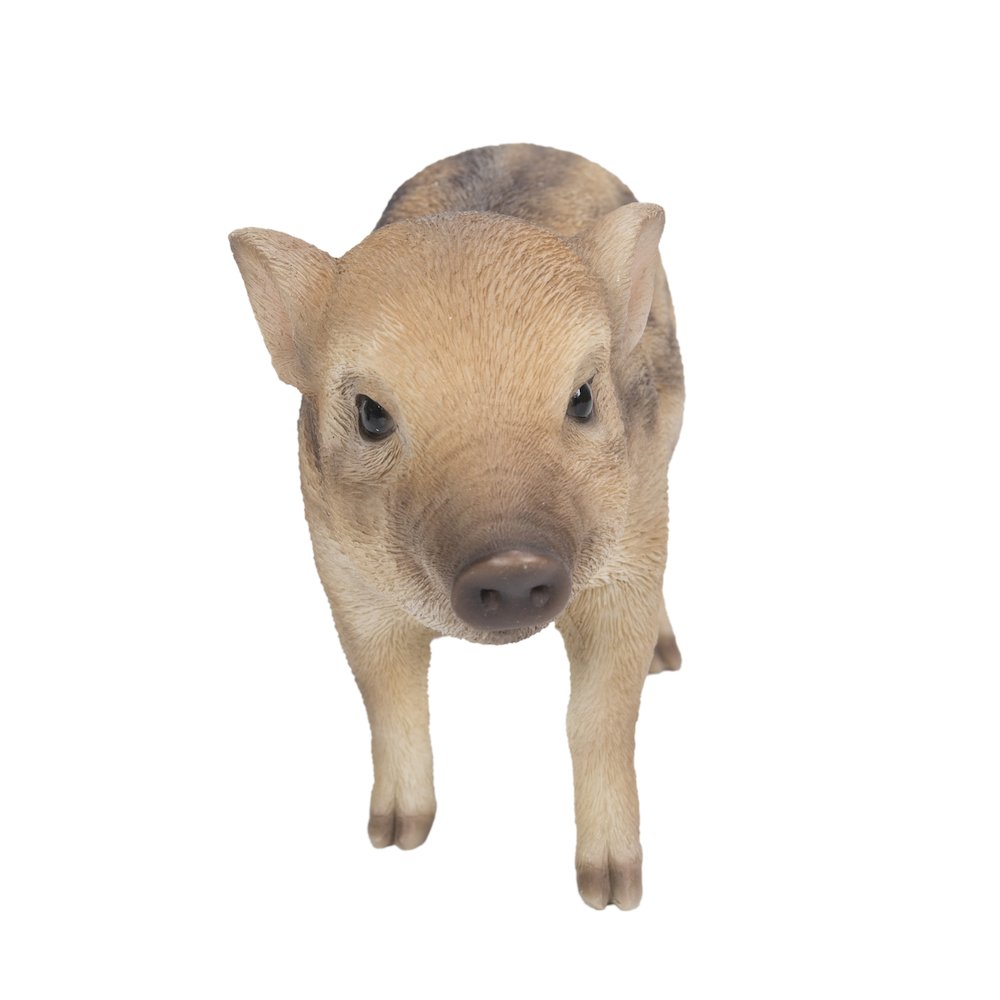 Wild Baby Boar Standing. Picture 2