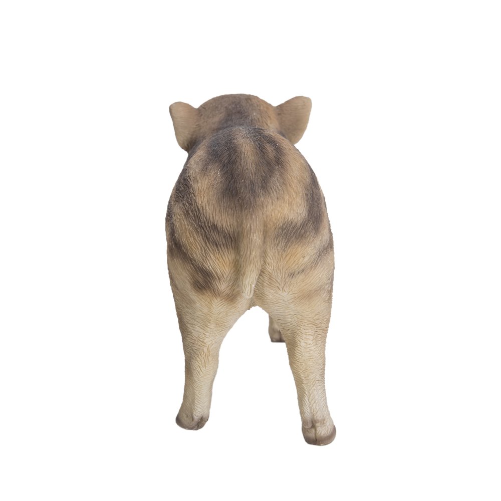 Wild Baby Boar Standing. Picture 4