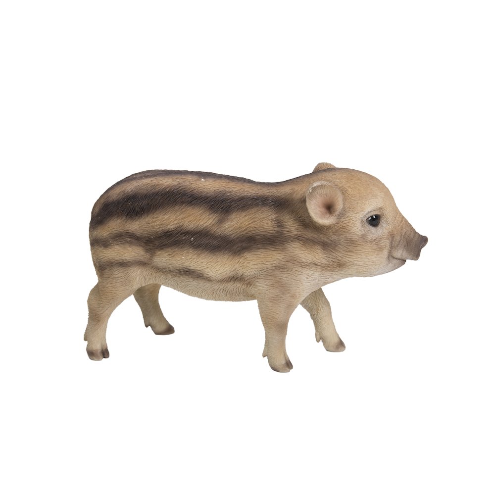 Wild Baby Boar Standing. Picture 3