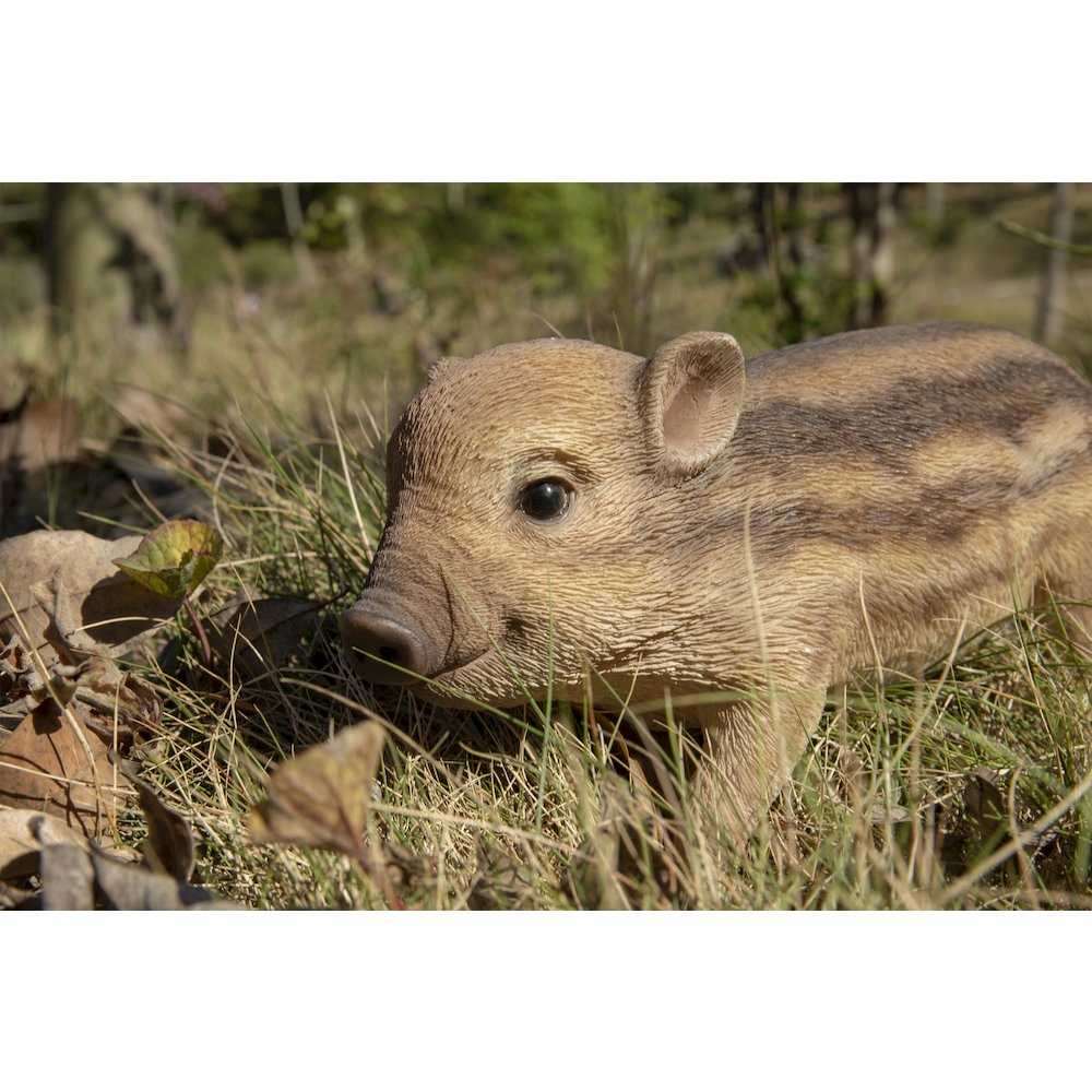 Wild Baby Boar Standing. Picture 6