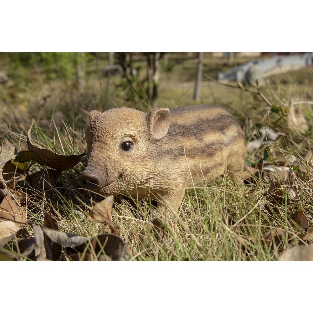 Wild Baby Boar Standing. Picture 7