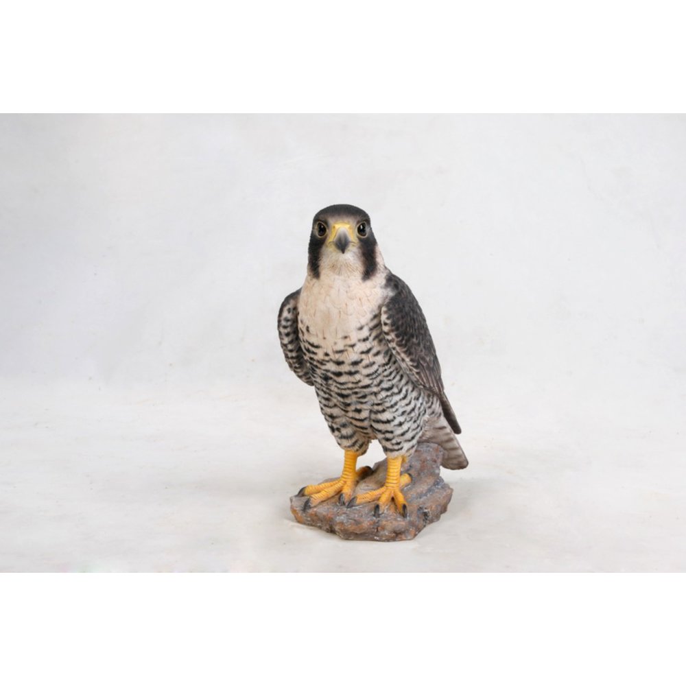 Peregrine Falcon. Picture 4