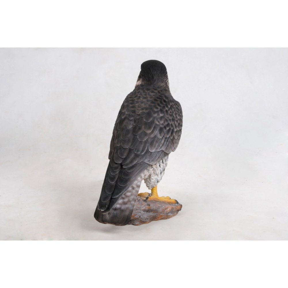 Peregrine Falcon. Picture 1