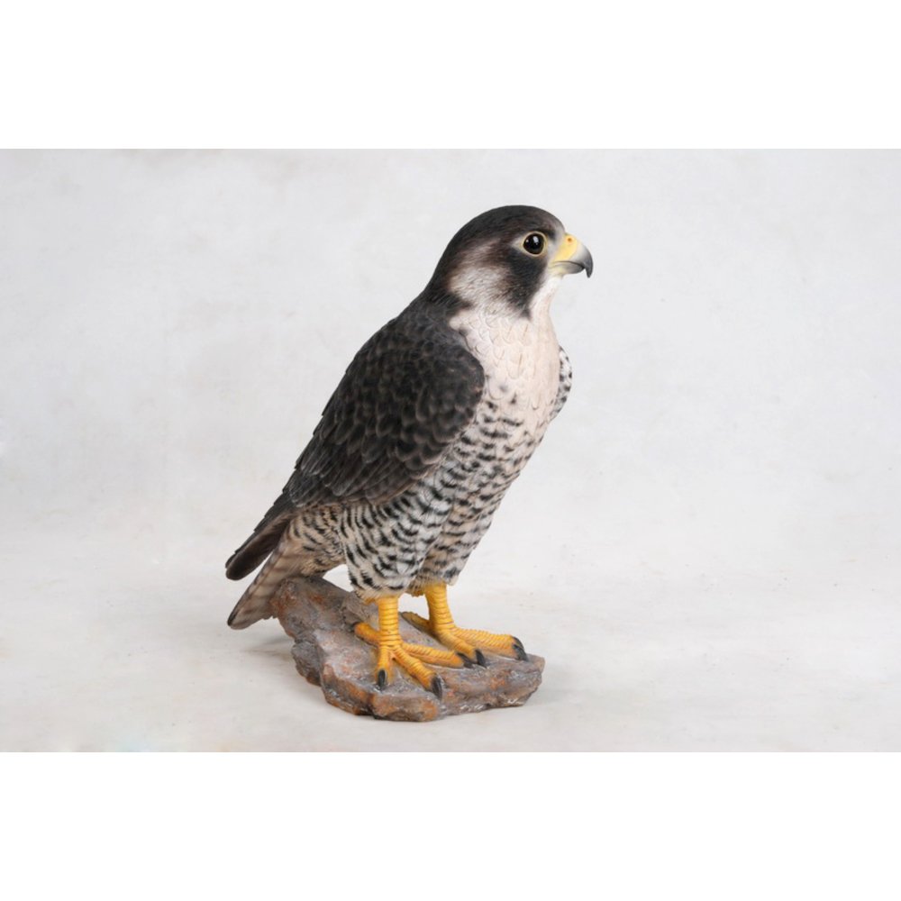 Peregrine Falcon. Picture 2