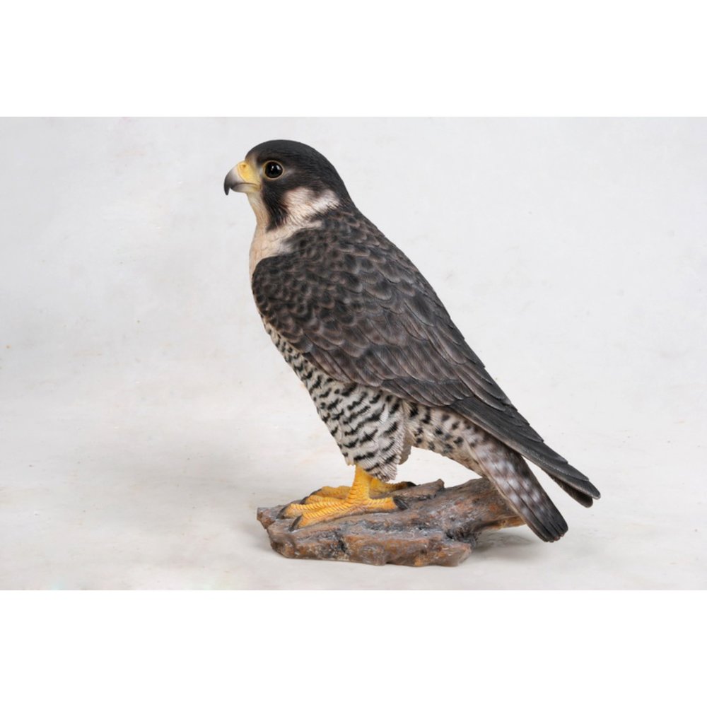 Peregrine Falcon. Picture 3