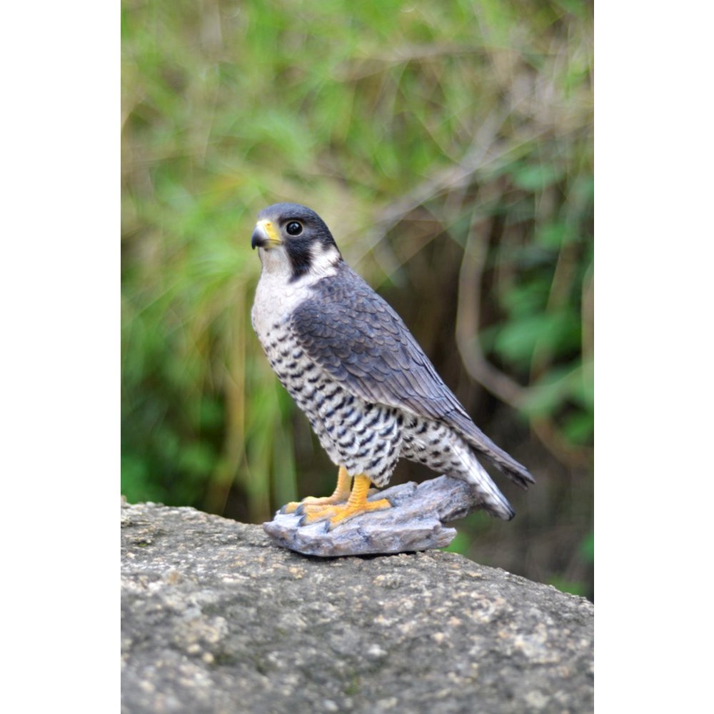 Peregrine Falcon. Picture 5