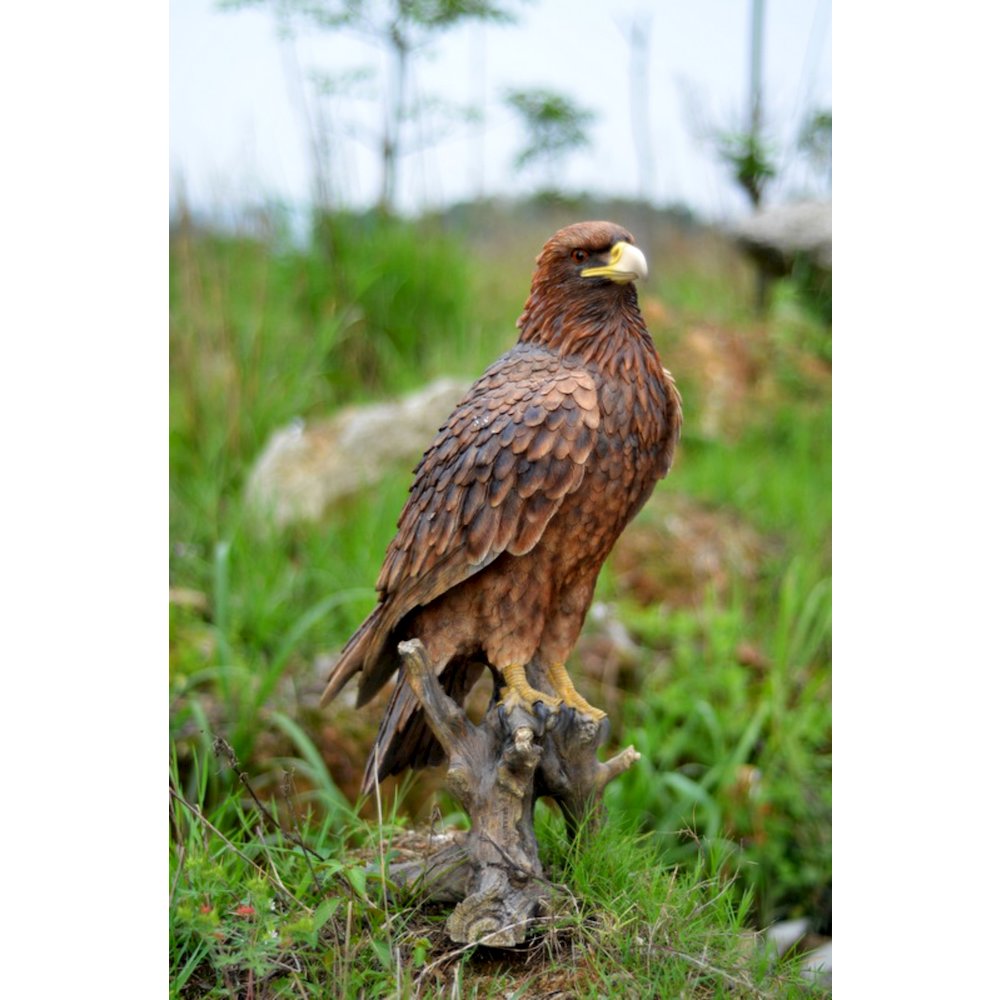 Golden Eagle. Picture 3