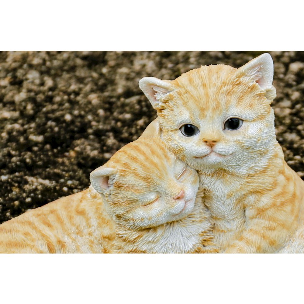 Couple Cat - Orange. Picture 6