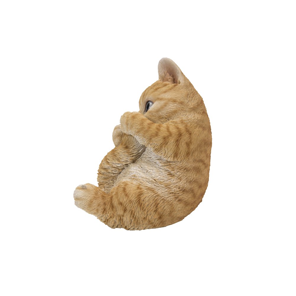 Orange Tabby Kitten Playing with Tail. Picture 3