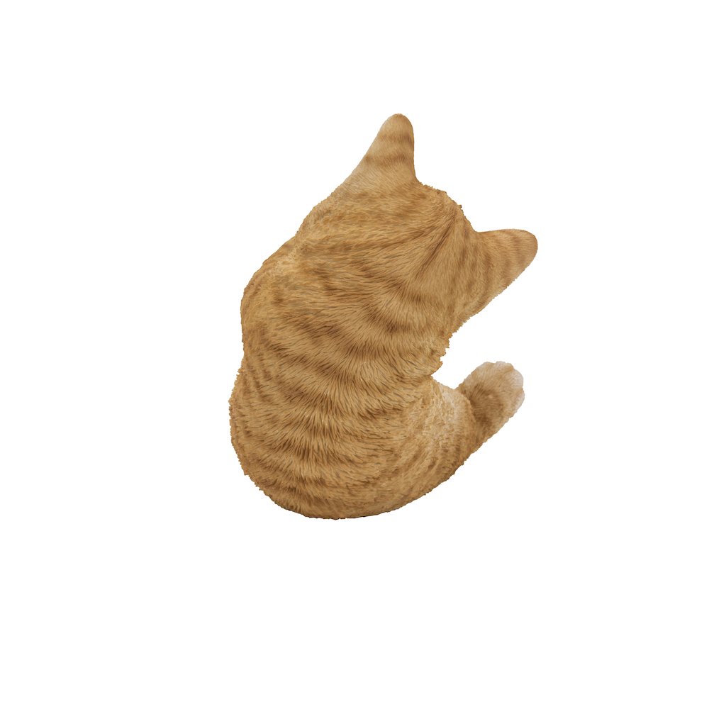 Orange Tabby Kitten Playing with Tail. Picture 4