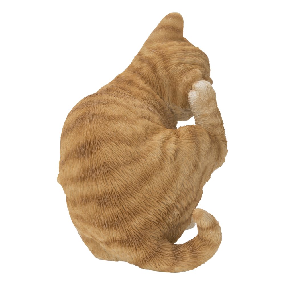 Yellow Cat Scratching Ear. Picture 1