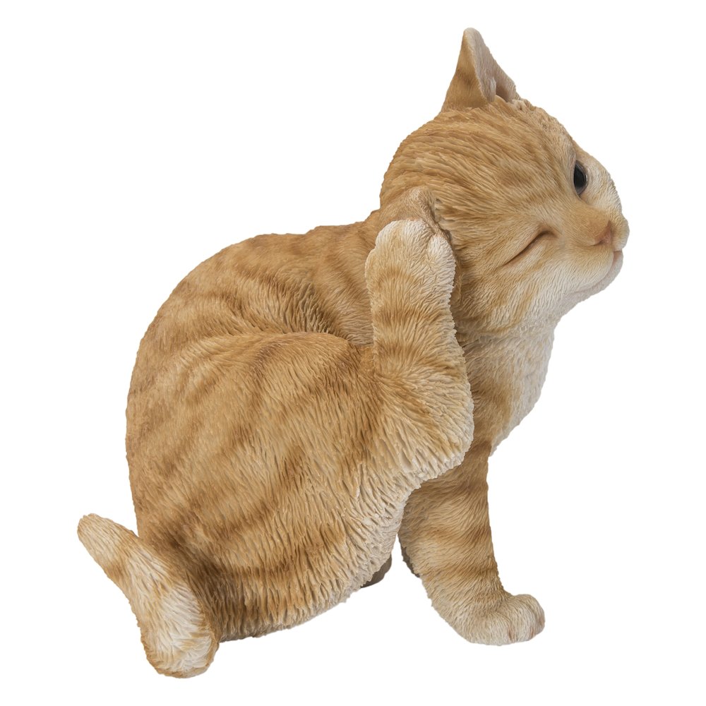 Yellow Cat Scratching Ear. Picture 2