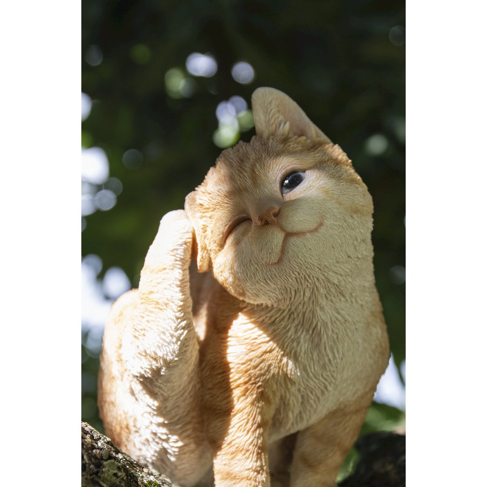 Yellow Cat Scratching Ear. Picture 6