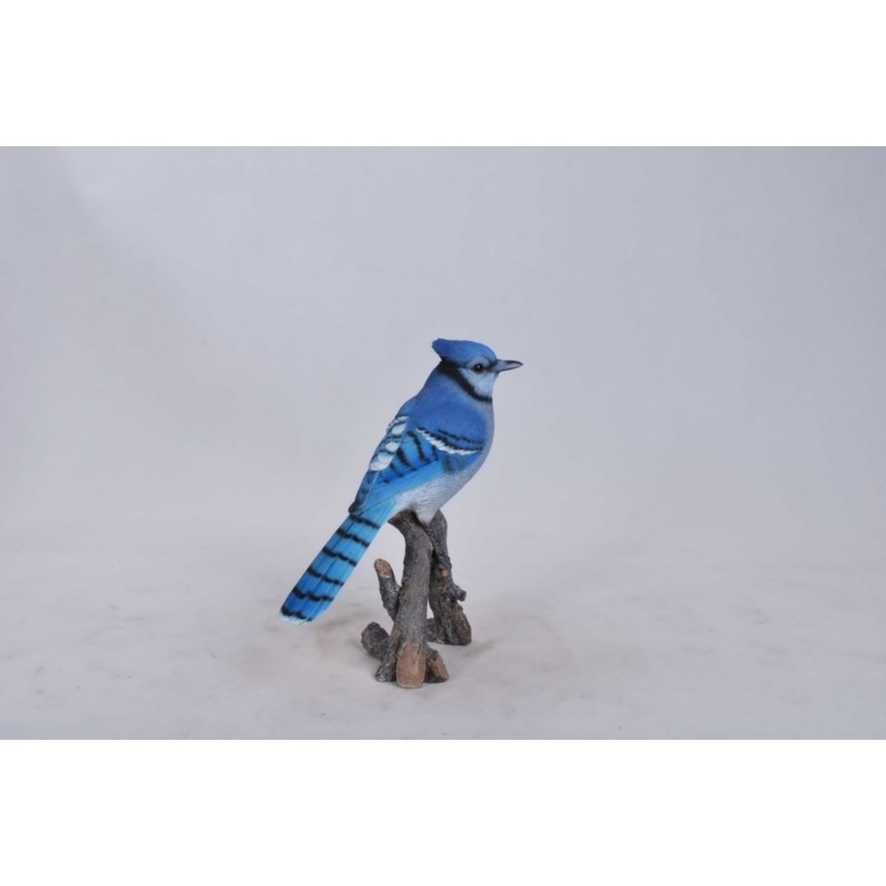 Blue Jay On Branch. Picture 3
