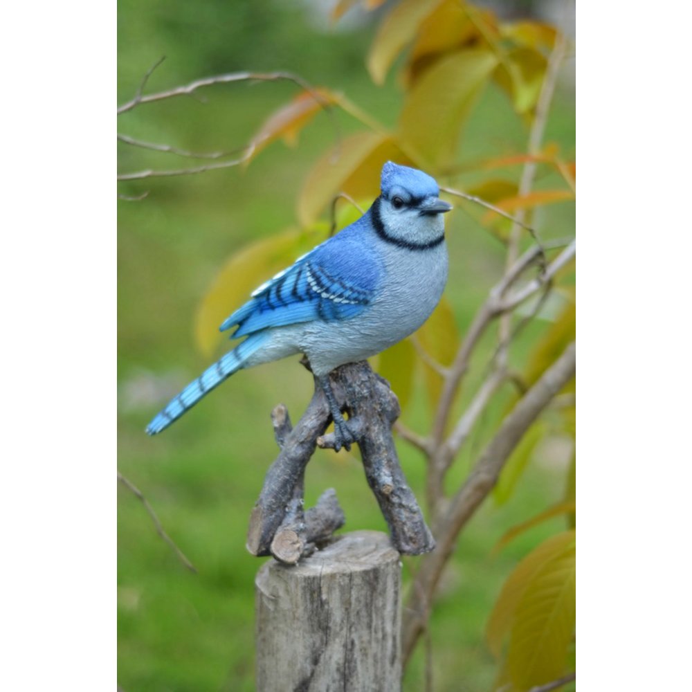 Blue Jay On Branch. Picture 5