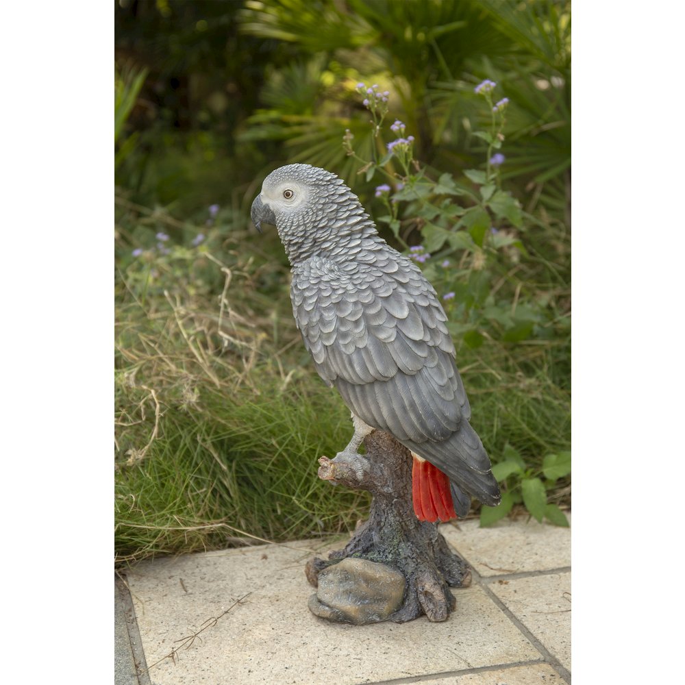 Grey Gabon Parrot On Stump. Picture 4