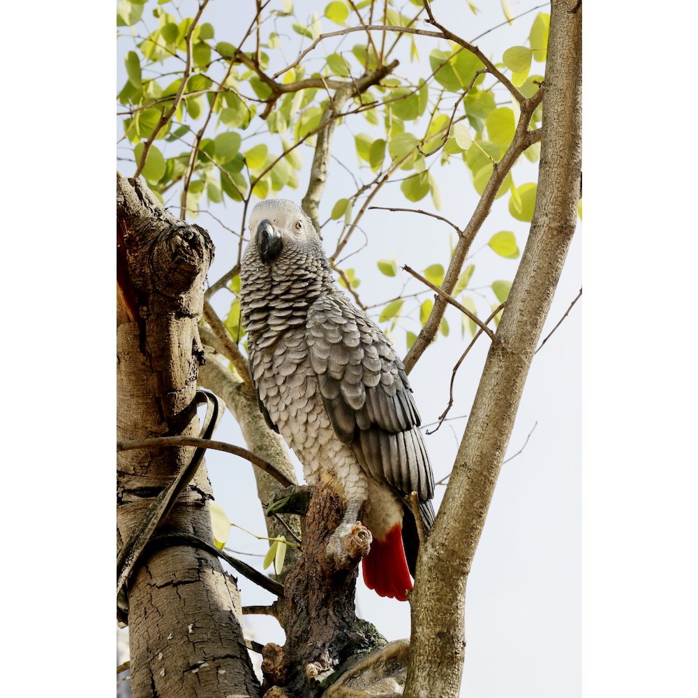 Grey Gabon Parrot On Stump. Picture 8