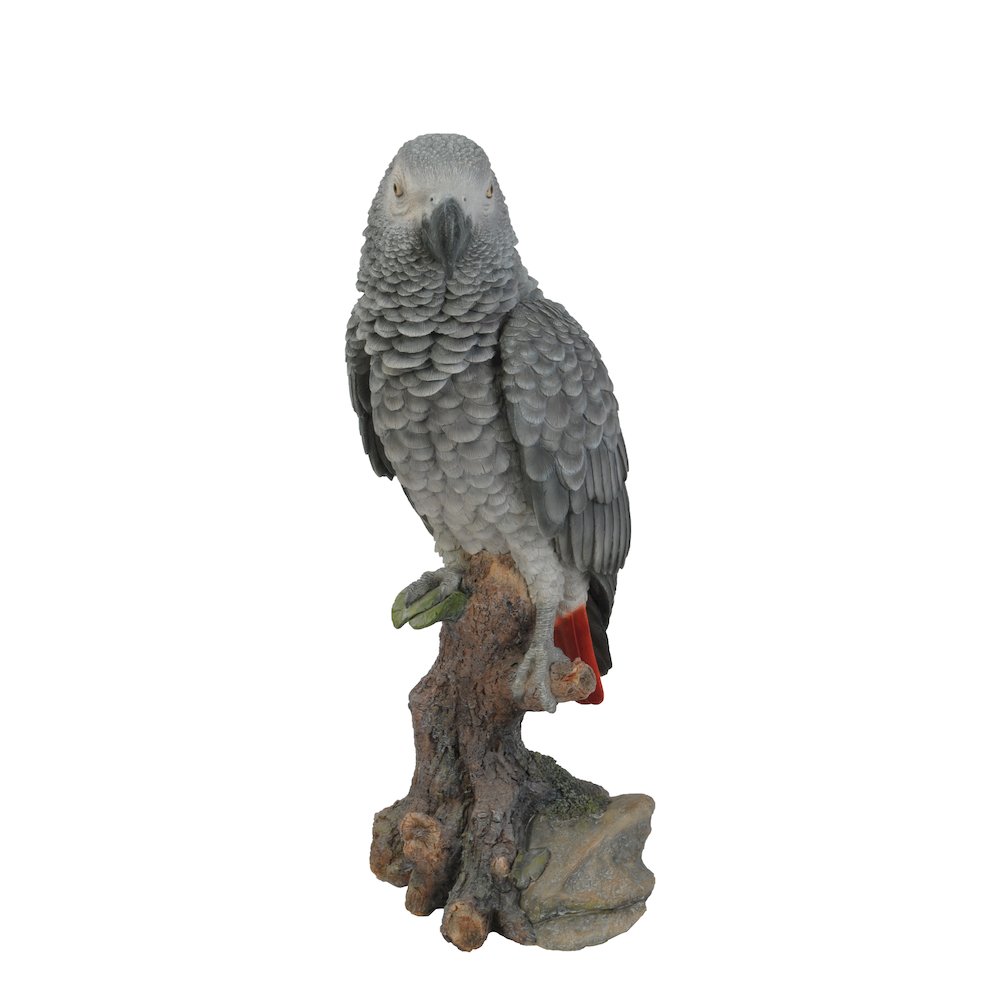 Grey Gabon Parrot On Stump. Picture 1