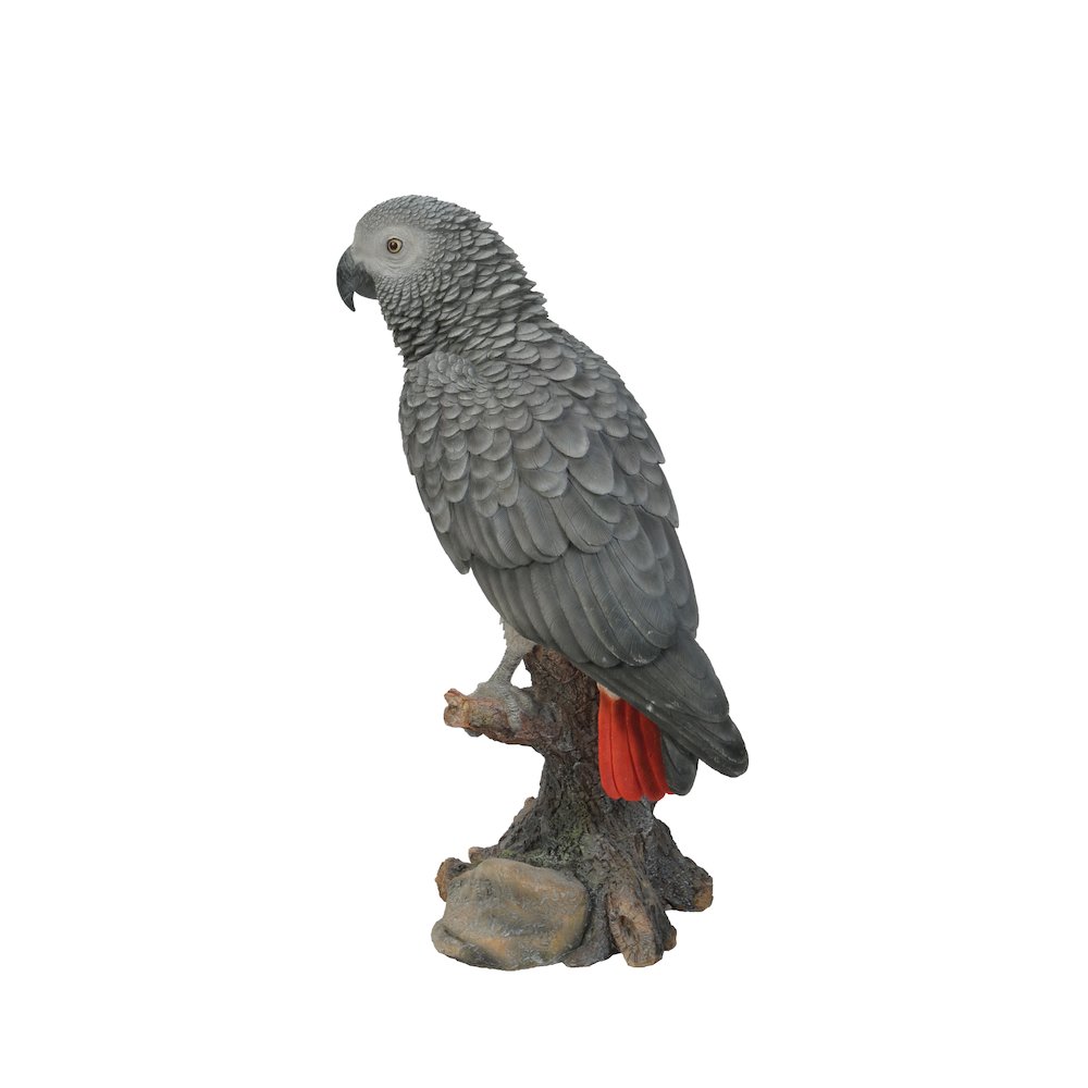 Grey Gabon Parrot On Stump. Picture 2
