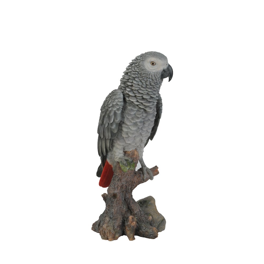 Grey Gabon Parrot On Stump. Picture 6