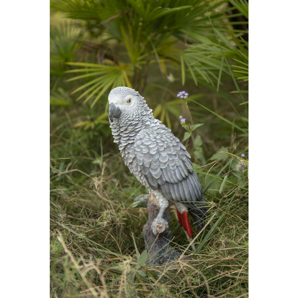 Grey Gabon Parrot On Stump. Picture 7