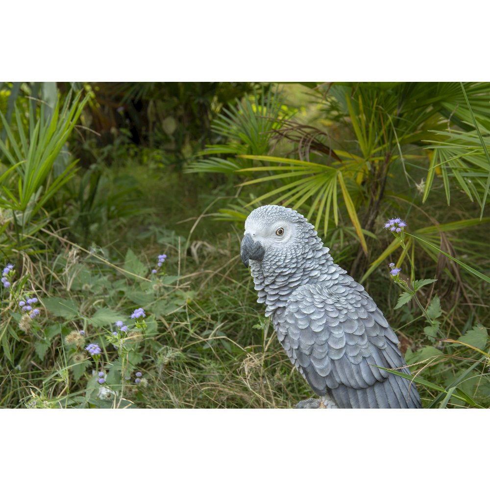 Grey Gabon Parrot On Stump. Picture 5